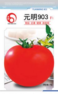 供应元明903 F1—番茄种子