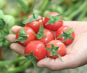 供应粉娘樱桃番茄—番茄种子
