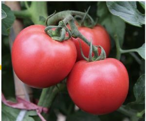 供应农乐—T04—番茄种子