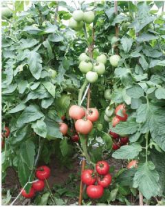 供应农乐203(高抗根结线虫高秧粉红番茄新品系)—番茄种子