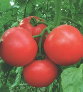 供应群兴906—番茄种子