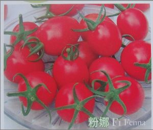 供应粉娜-番茄种子