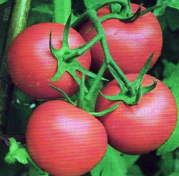 供应佳农T018—番茄种子