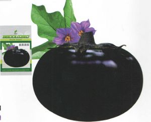 供应紫黑圆茄—茄子种子