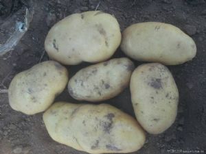 供应冬季库存土豆
