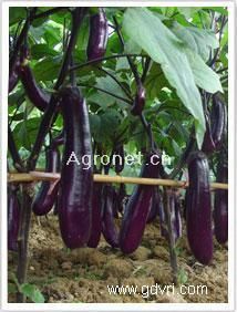 供应粤丰紫红茄茄子—茄子种子