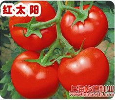 供应太阳红—番茄种子