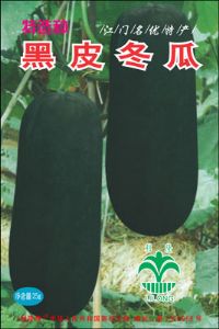 特选种黑皮冬瓜——冬瓜种子