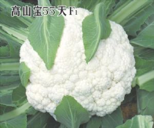 高山宝55天-花椰菜种子