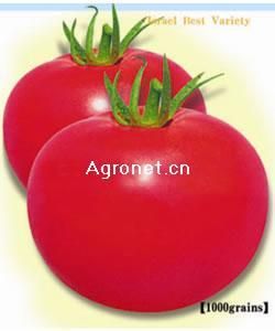 供应格丽兹—番茄种子