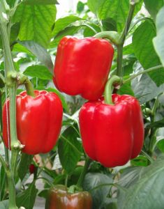 供应威尔丹（红色）—甜椒种子