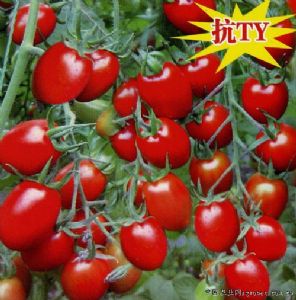 供应农家乐—番茄种子