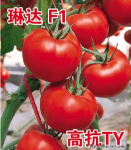 供应琳达F1—番茄种子