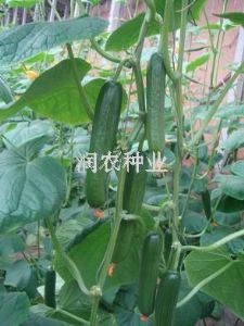 供应密基特—黄瓜种子