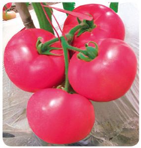 供应德美－番茄种苗