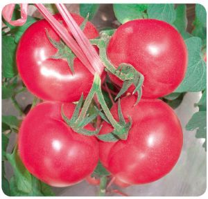 供应德美全星—大粉番茄种子