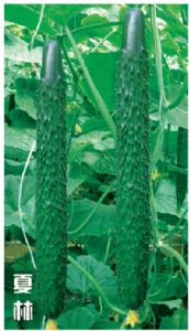 供应夏林—黄瓜种苗