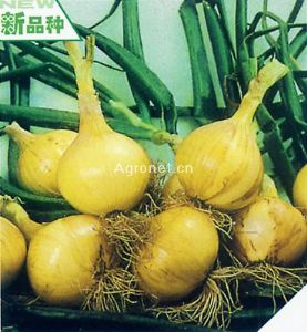 供应霹雳5号——葱类种子