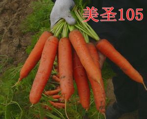 供应美圣105—胡萝卜种子