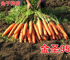 供应金圣95—胡萝卜种子