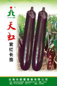 供应天虹－紫红长茄