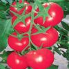谷雨·粉钻石－番茄种子