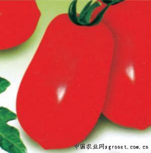 供应宝石三号—番茄种子