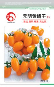 元明黄娇子F1—番茄种子