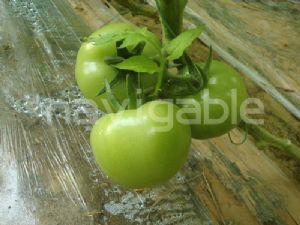 供应乐福-抗TY大红番茄种子