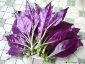 供应紫背天葵苗