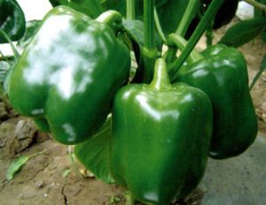 供应绿爵士--甜椒种子