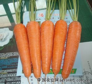 供应孟德尔--胡萝卜种子