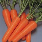 供应孟德尔Cs-201——胡萝卜种子