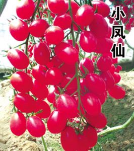 供应小凤仙-番茄种子