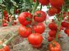 供应安贝2502—番茄种子
