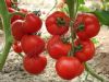 供应安贝2503—番茄种子
