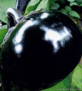 供应长茄种子-黑冠早生