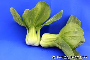供应耐热耐雨杂交蔬菜上海青/小白菜/青梗菜种子 卓越二号