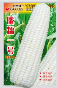 供应陇糯一号—菜用玉米种子