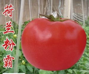 供应荷兰粉霸—番茄种子