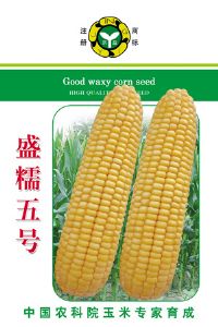 供应盛糯五号—玉米种子