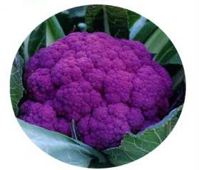供应紫玉F1—花椰菜种子