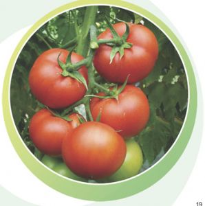 6169番茄-番茄种子
