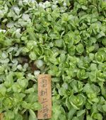 供应蕾期上海青—青梗菜种子