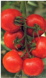 供应福乐—无限型高产红番茄种子