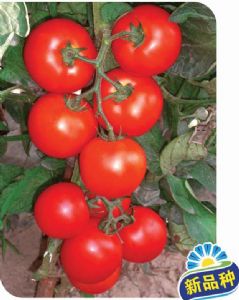 供应PST64—番茄种子