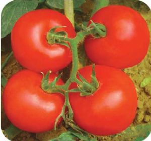 供应庞氏608—番茄种子