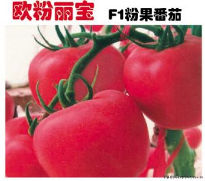 供应欧粉丽宝F1粉果番茄—番茄种子