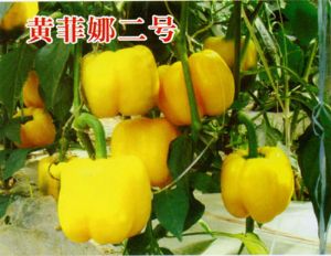 供应黄菲娜二号—甜椒种苗