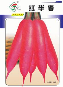 红半春子——胡萝卜种子